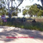 Westways Wildflower Farm Sept 2021